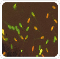 alteracoes-geneticas3