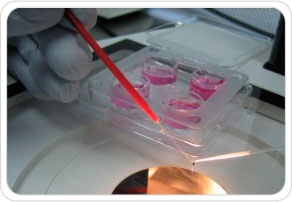 img-criopreservacao